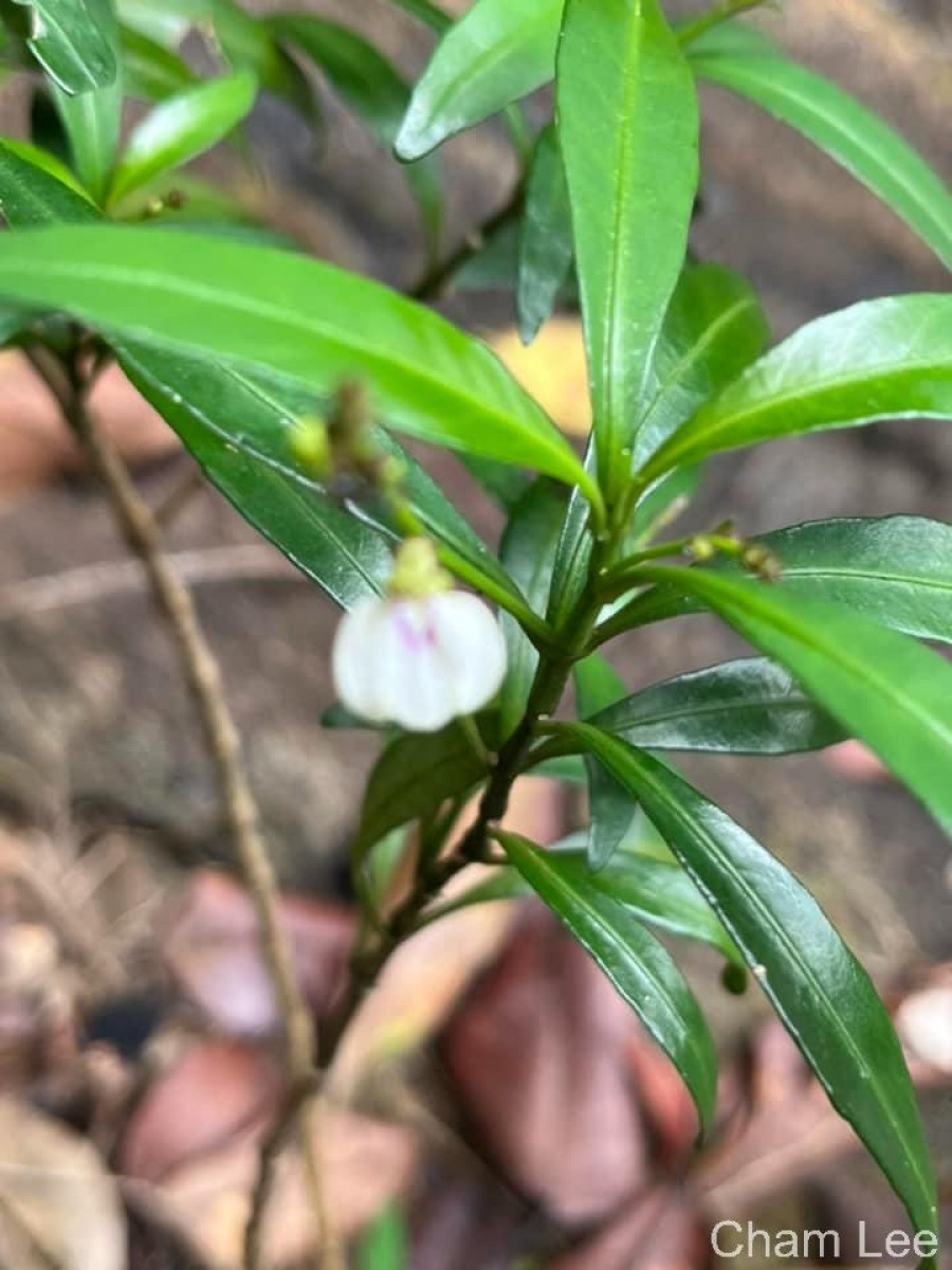 Justicia hookeriana (Nees) T.Anderson